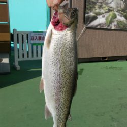 としまえんフィッシングエリア 釣果