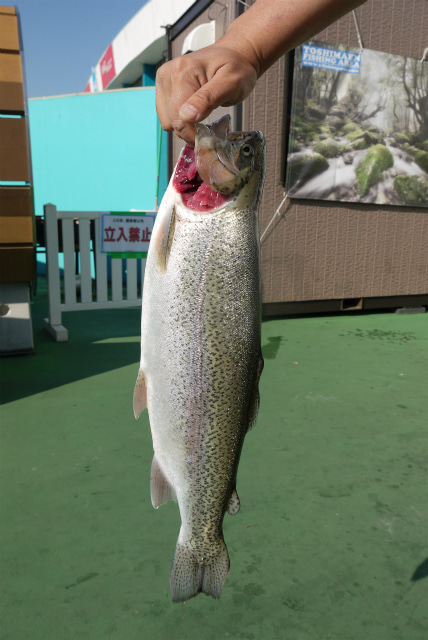 としまえんフィッシングエリア 釣果