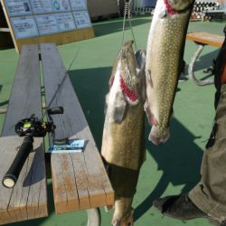 としまえんフィッシングエリア 釣果