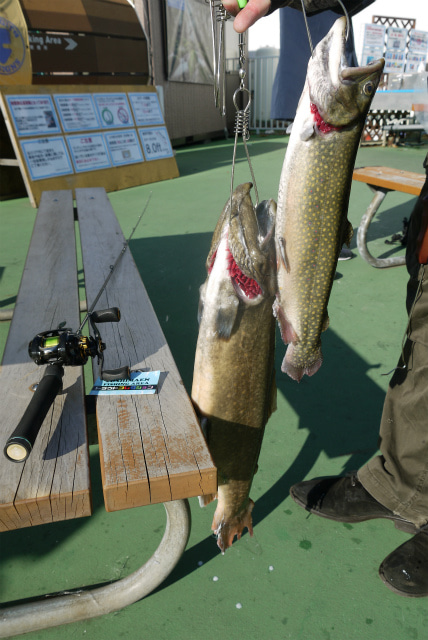 としまえんフィッシングエリア 釣果