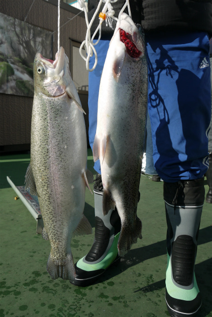 としまえんフィッシングエリア 釣果