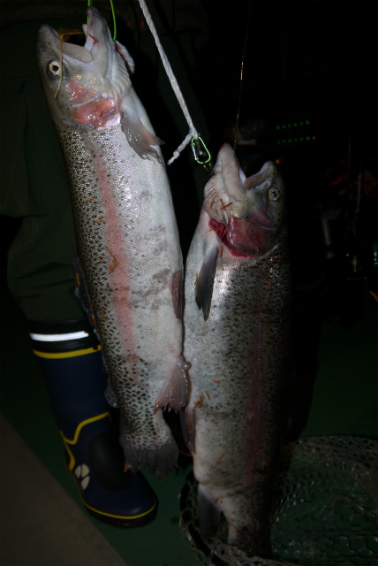 としまえんフィッシングエリア 釣果