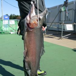 としまえんフィッシングエリア 釣果