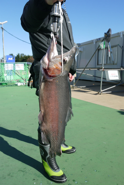 としまえんフィッシングエリア 釣果