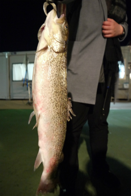 としまえんフィッシングエリア 釣果