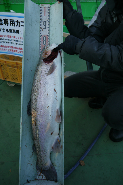 としまえんフィッシングエリア 釣果