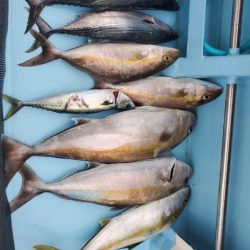 海晴丸 釣果