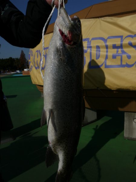 としまえんフィッシングエリア 釣果