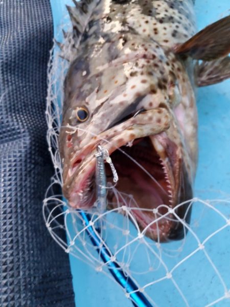 海晴丸 釣果