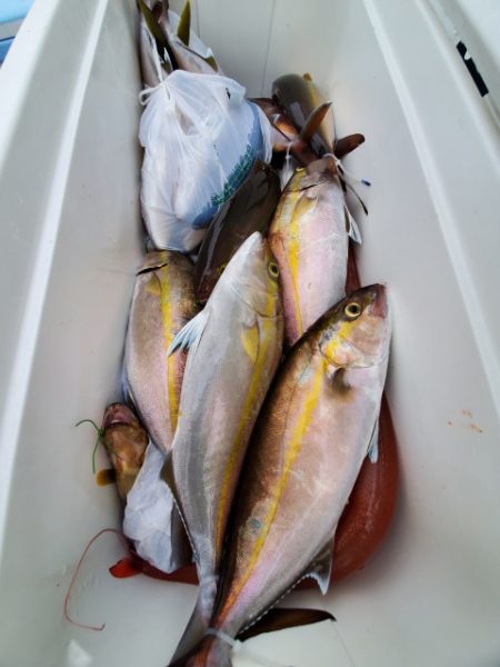 海晴丸 釣果