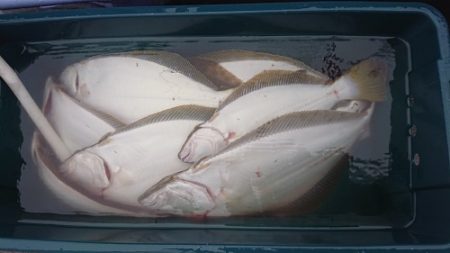 小樽港遊漁船ＳＨＡＫＥ 釣果