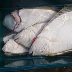 小樽港遊漁船ＳＨＡＫＥ 釣果