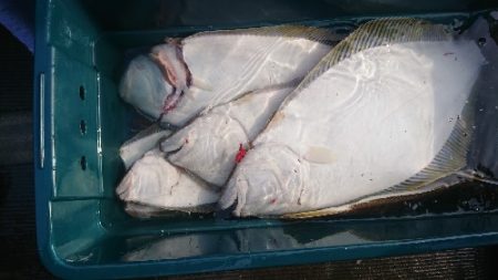 小樽港遊漁船ＳＨＡＫＥ 釣果