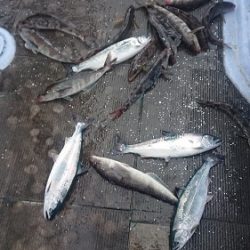 小樽港遊漁船ＳＨＡＫＥ 釣果