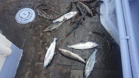 小樽港遊漁船ＳＨＡＫＥ 釣果