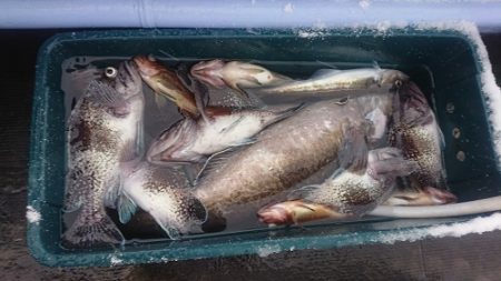 小樽港遊漁船ＳＨＡＫＥ 釣果