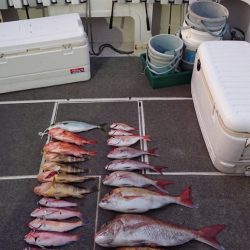 ARCADIAⅡ (アルカディアⅡ) 釣果