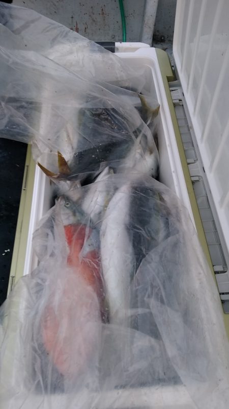 LUSTER『ラスター』 釣果