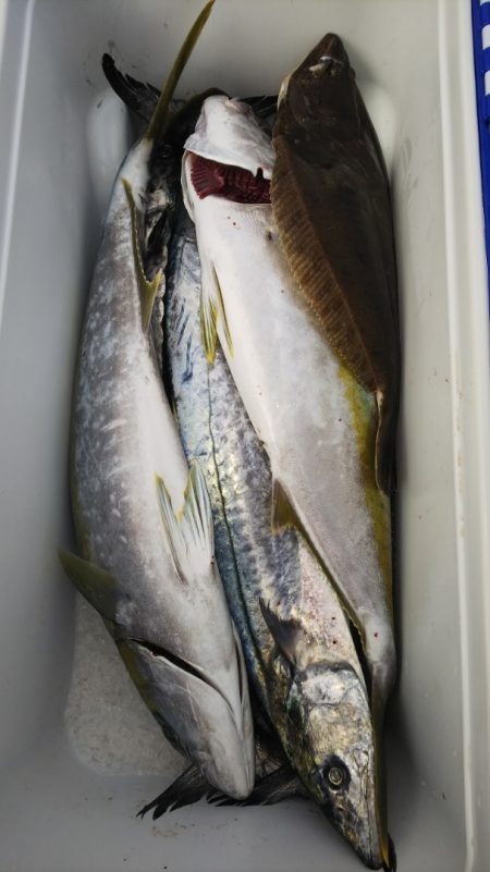 第二龍勢丸 釣果