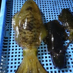 第三共栄丸 釣果