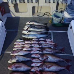 ARCADIAⅡ (アルカディアⅡ) 釣果