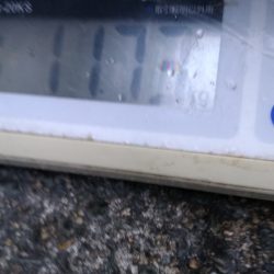 LUSTER『ラスター』 釣果