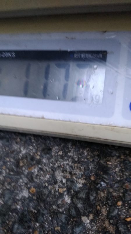 LUSTER『ラスター』 釣果