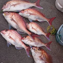 ARCADIAⅡ (アルカディアⅡ) 釣果