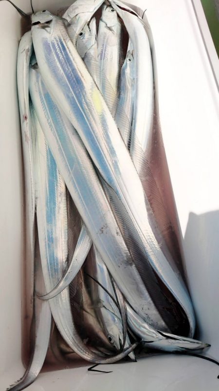 金沢八景鴨下丸 釣果