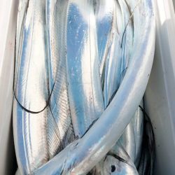 金沢八景鴨下丸 釣果