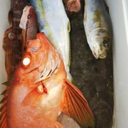 第二龍勢丸 釣果