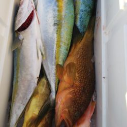 第二龍勢丸 釣果