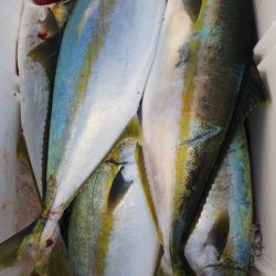 第二龍勢丸 釣果