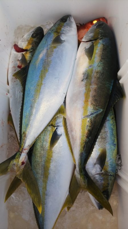 第二龍勢丸 釣果