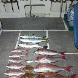 ARCADIAⅡ (アルカディアⅡ) 釣果