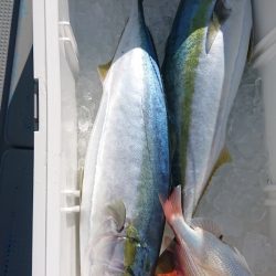だて丸 釣果
