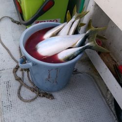 LUSTER『ラスター』 釣果