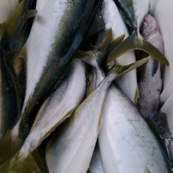 LUSTER『ラスター』 釣果