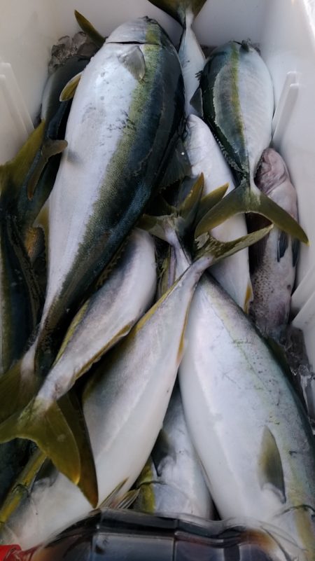 LUSTER『ラスター』 釣果