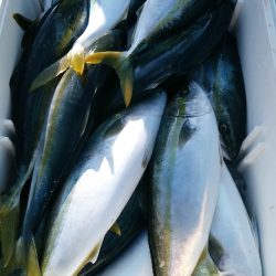 LUSTER『ラスター』 釣果