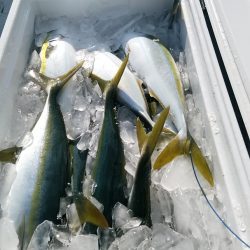 LUSTER『ラスター』 釣果