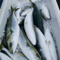 LUSTER『ラスター』 釣果