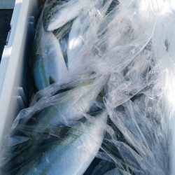 LUSTER『ラスター』 釣果