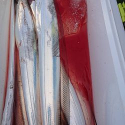 金沢八景鴨下丸 釣果