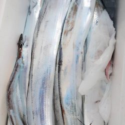 金沢八景鴨下丸 釣果