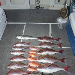 ARCADIAⅡ (アルカディアⅡ) 釣果