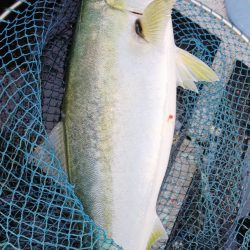 第二龍勢丸 釣果