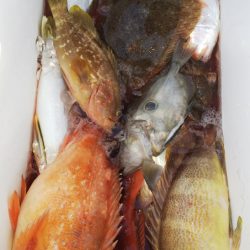 第二龍勢丸 釣果