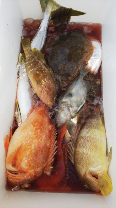 第二龍勢丸 釣果