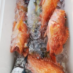 第二龍勢丸 釣果